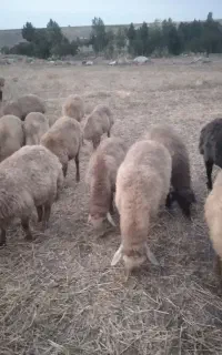۳۰عدد بره نرماده جفتی ۸۰ تا۹۰