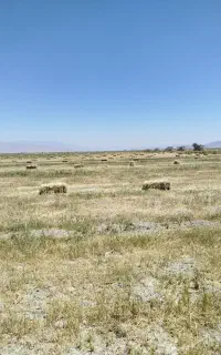علف بهاره  بسته بندی شده حدود ۱۰۰۰بسته
