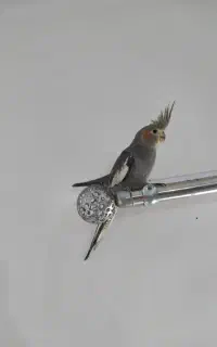 عروس هلندی زیبا