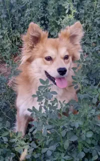 سگ پامر
