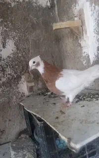 طوق زرد ماده