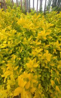 شمشاد طلایی سبز