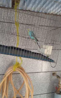 مرغ عشق
