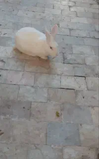 خرگوش سفید خوشگل
