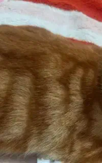 واگذاری گربع