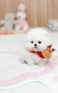 توله سگ