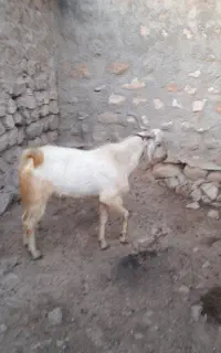 فروش یه عدد دارن سرحال به فروش می رسد