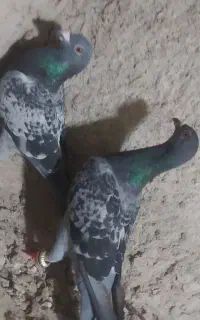 کفتر جفت گاه و پرشی