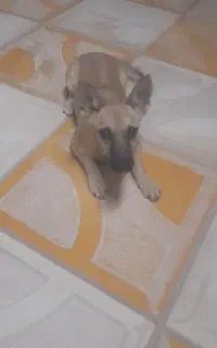 سگ.