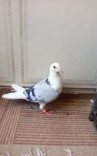 دوکت سبز نر