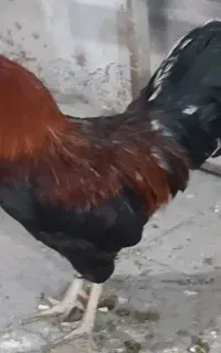 فروش مرغ و خروس رسمی