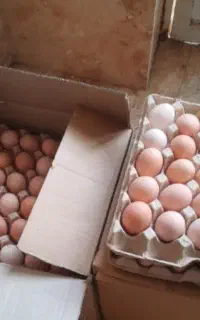 تخم مرغ محلی تازه