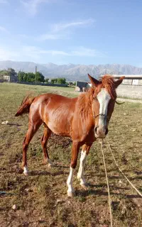 فروش مادیان جوان سواری آروم نژاد چاپار