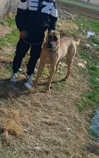 سگ سرابی
