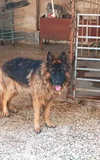 سگ ژرمن
