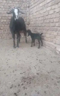 بزغاله