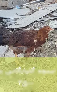 مرغ بلک استار و گلپایگانی تخم گذار