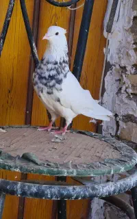 کبوتر طوقی