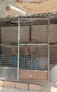 قفس پرنده