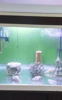 اکواریوم شرکتی ماهیران شیشه خم