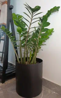 گل آپارتمانی