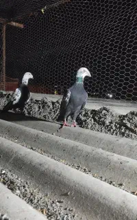 کبوتر چیل