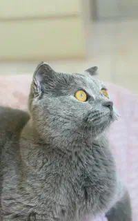 جفت گیری گربه نر