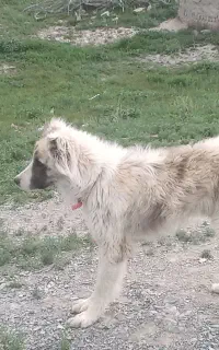 سگ نگهبان