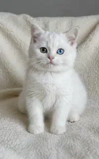 بریتیش سفید