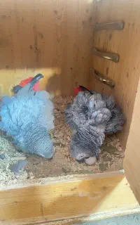 جفت مولد کاسکو