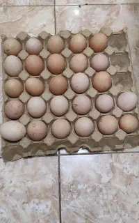تخم مرغ محلی نطفه دار