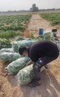 خیارجنبر درجه یک