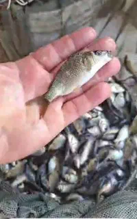 بچه ماهی.قزل آلا. کپور.لوازم استخر