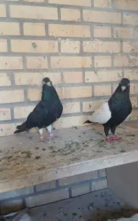 کبوترسینه سیاه نر