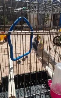 عروس هلندی