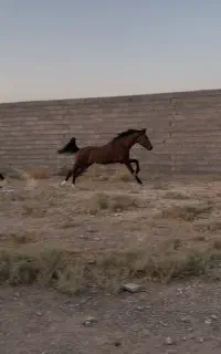 فروش اسب دره شور