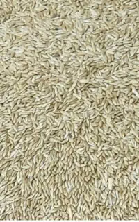 فروش یا معاوضه تقریبا ۷۰کیلو جو باگندم