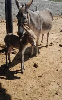 شیرالاغ