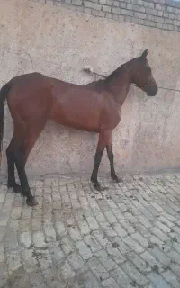 خرید فروش کره اسب