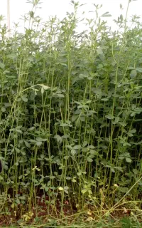 یونجه آمریکایی