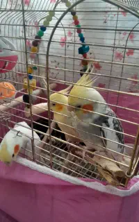 عروس هلندی سخنگو
