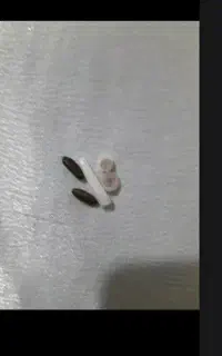 مهره اصل