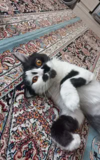 واگذاری گربه رایگان
