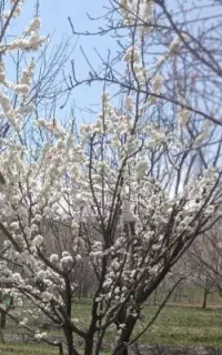 فروش باغ و زمین کشاورزی در قزل داغ عجم