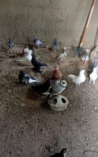 کبوتر تهرانی