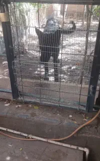 سگ ژرمن بلک نر
