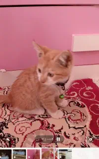 بچه گربه ناز و گوگولی