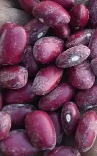 لوبیا قرمز و سفید