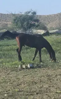 فروش اسب عرب