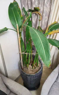 گل طبیعی پرنده بهشتی